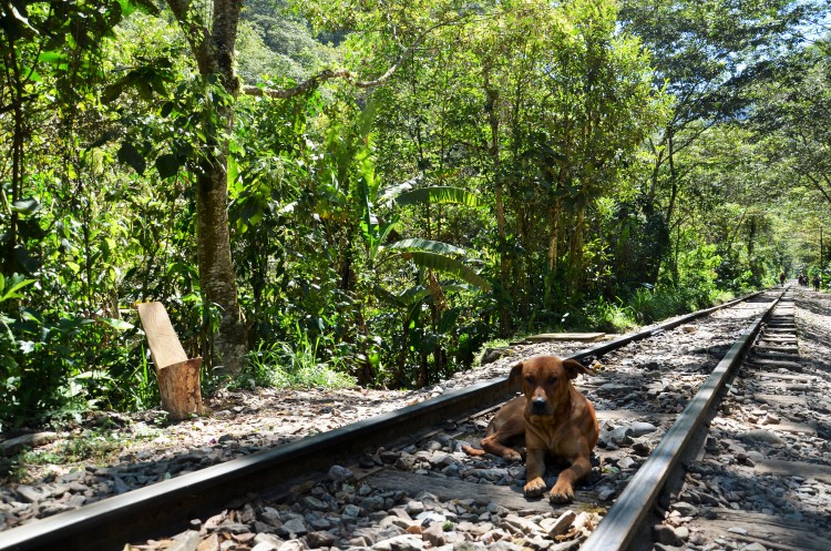 Hund Salkantay Trek